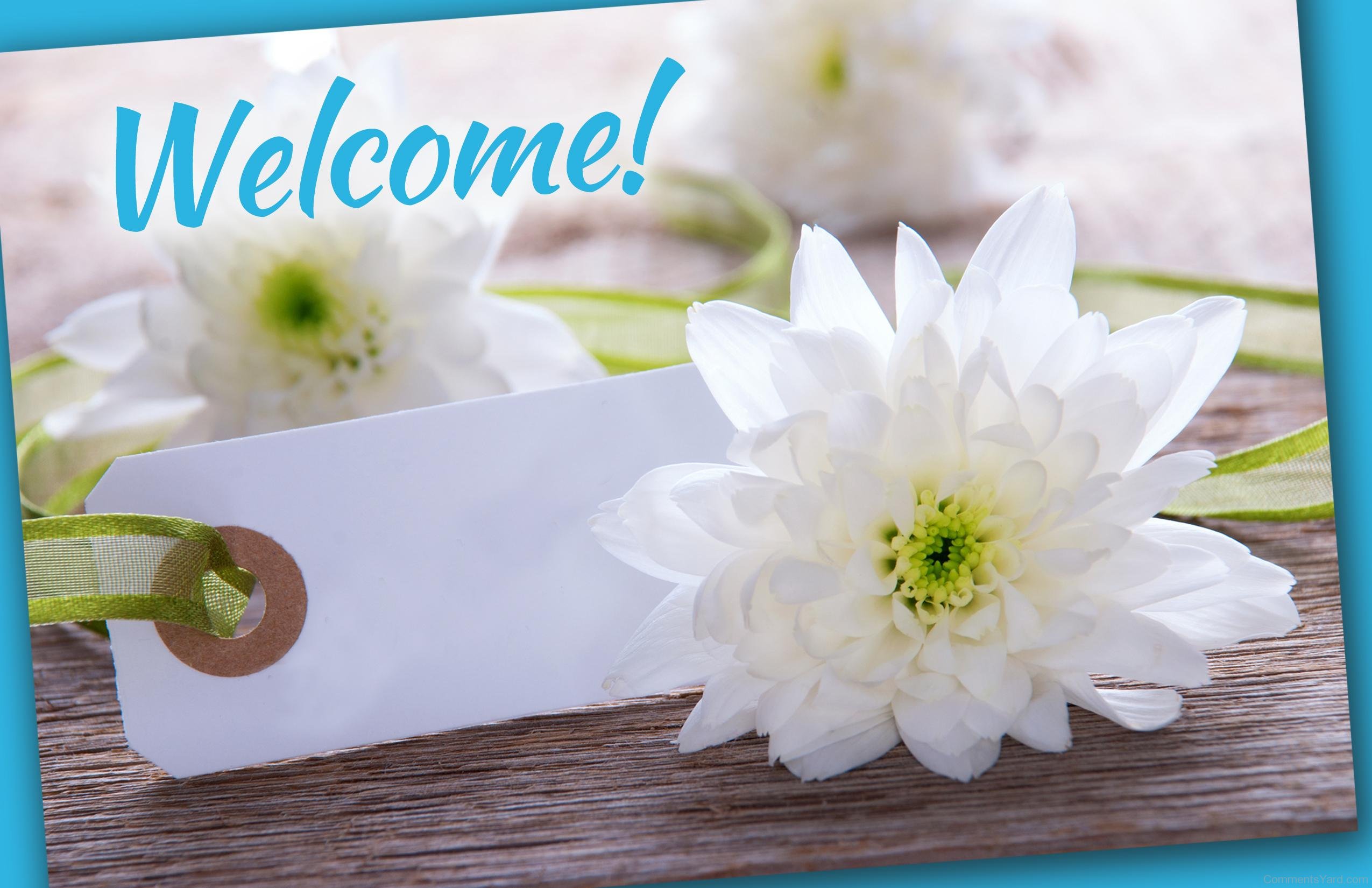 welcome-white-flowers-cy111