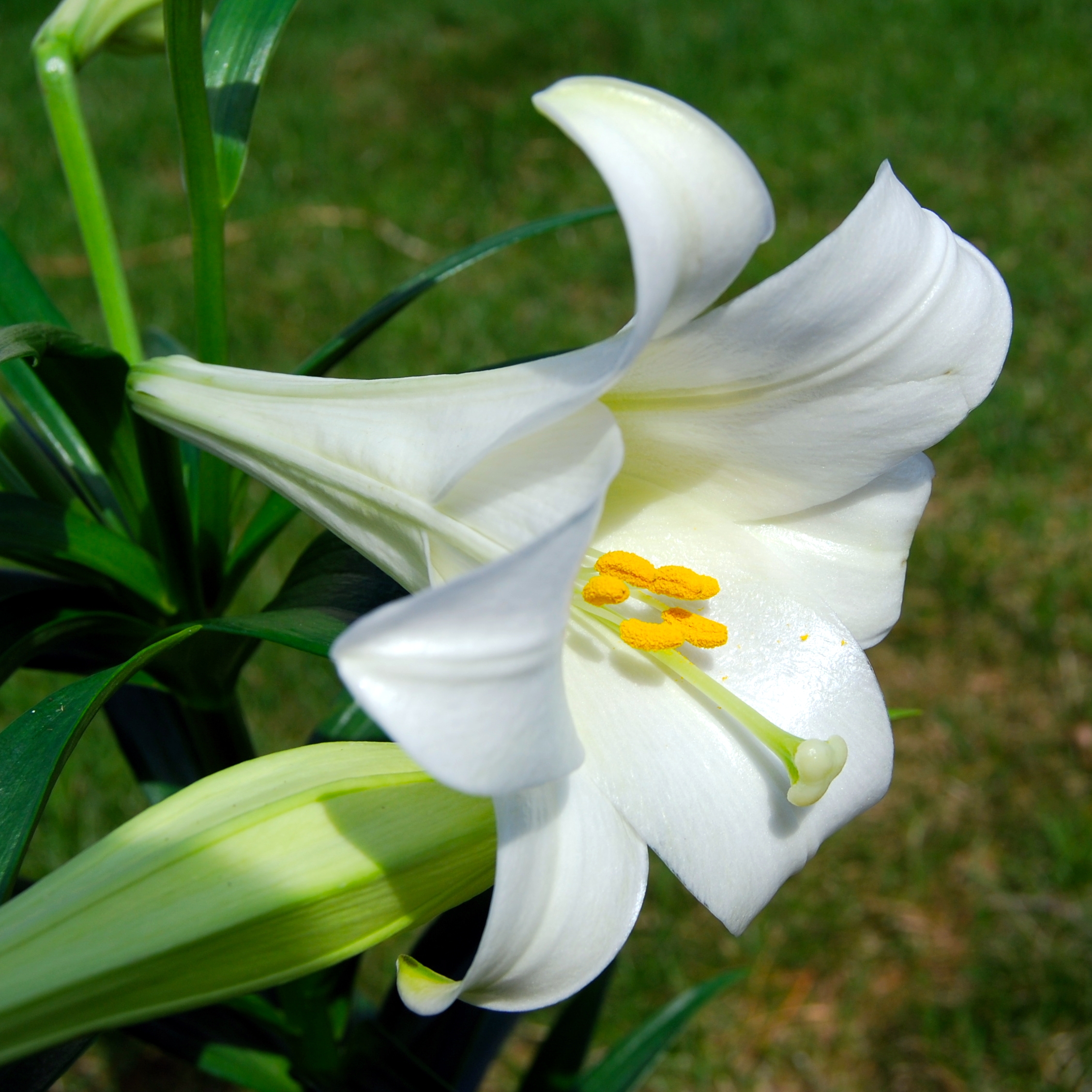 Lilium_longiflorum_(Easter_Lily)